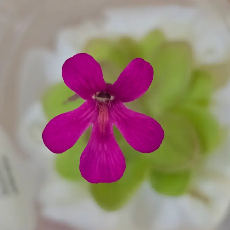 Pinguicula laueana x ehlersiae