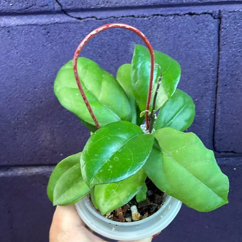 255 RHM 2534 patcharawalai 029 x unk