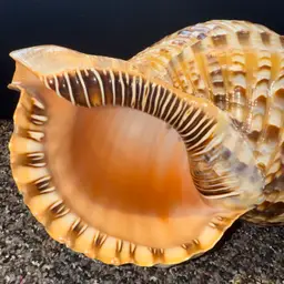 Triton Trumpet Seashell XXL