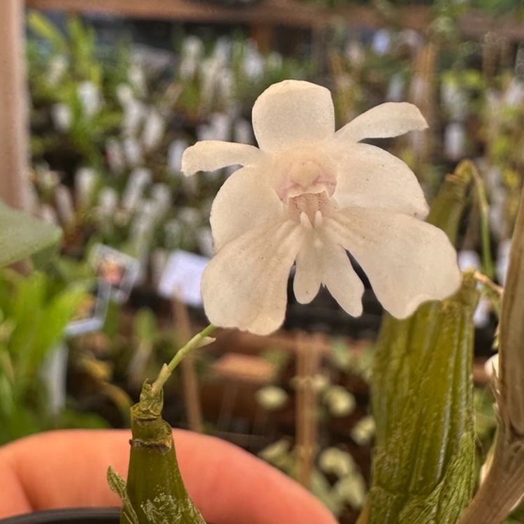 Dendrobium abberans
