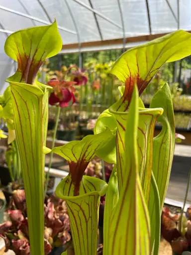 How To Grow Sarracenia Indoors Or Out!