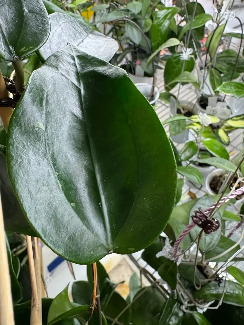 Sp Khao Yao 22 - mid cut 1 node