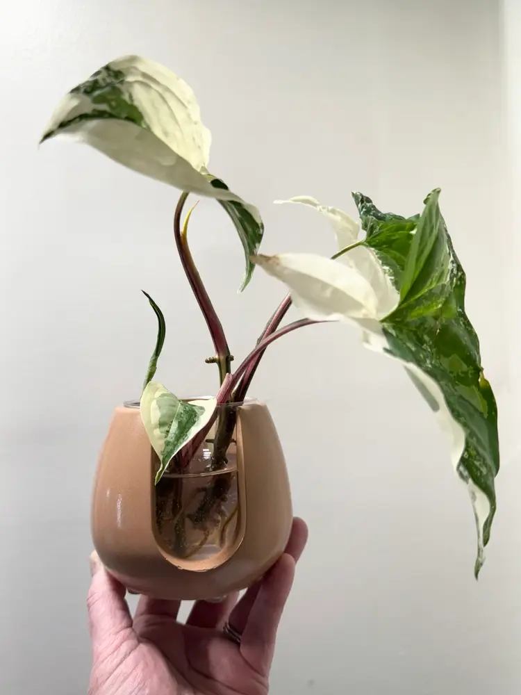 #01 3” Dusty Green Concrete Propagation Station