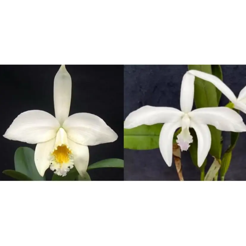 L. jongheana v. alba x perrinii v. delicata 'AM' - 2.5” Pot