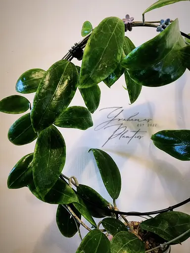 IAS Haul Unboxing With Jade