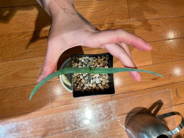 Welwitschia mirabilis