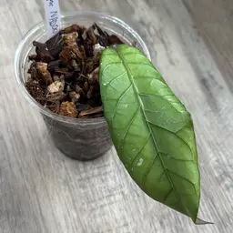 Hoya sp. Sanghir NAD001