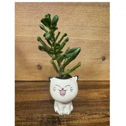 Crassula ovata "Ogre Ears" In Cute Cat Planter
