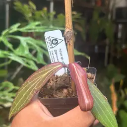 Hoya aff. benguetensis