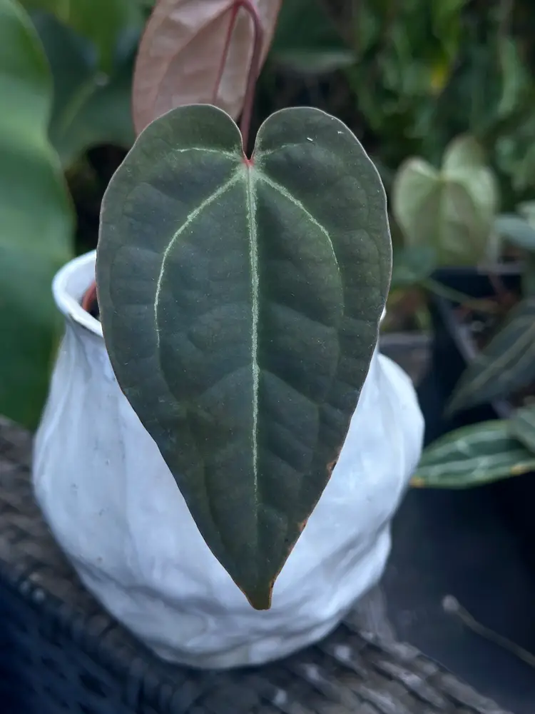 AOS/Pap X Griege/Red Crystal