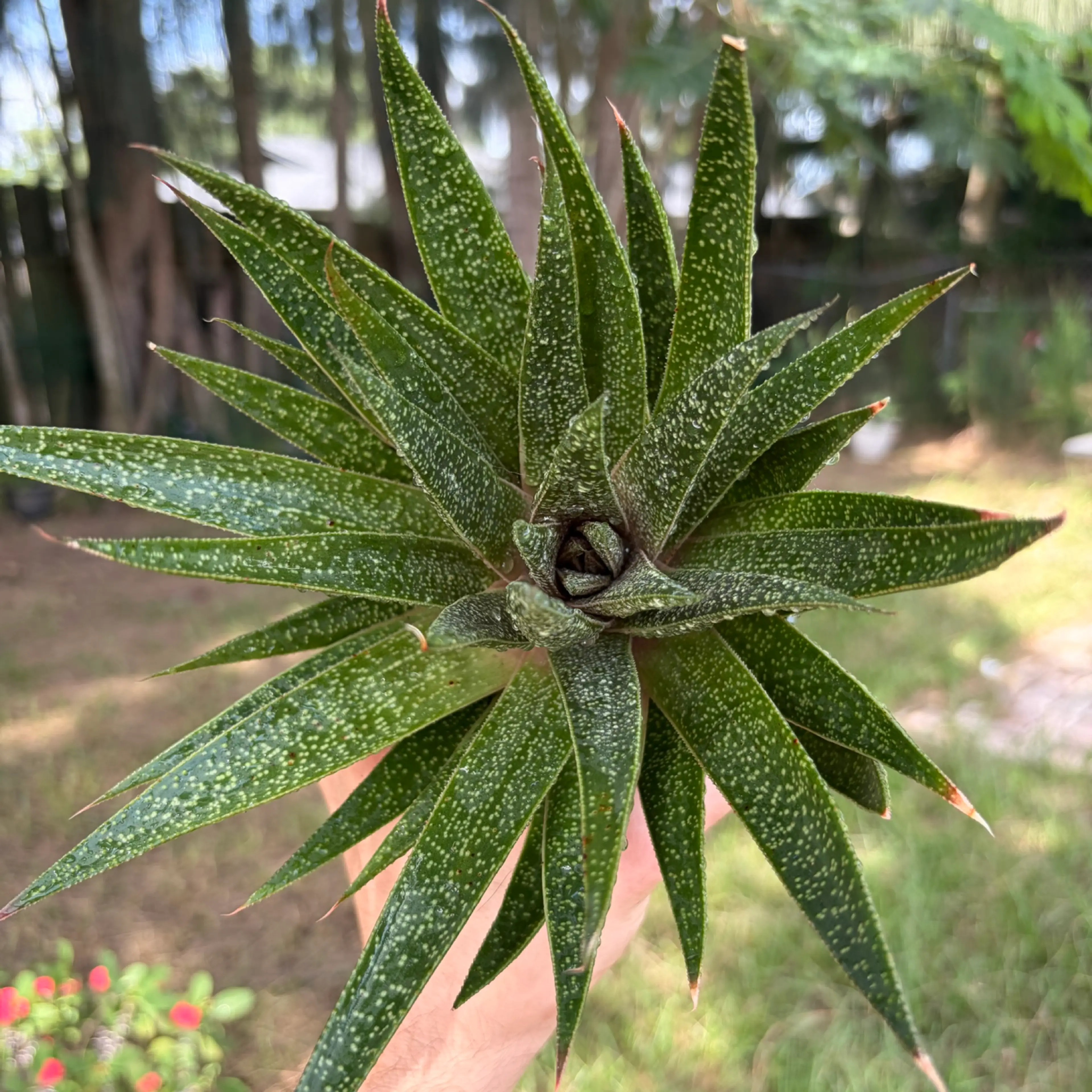 Image 1 of 2