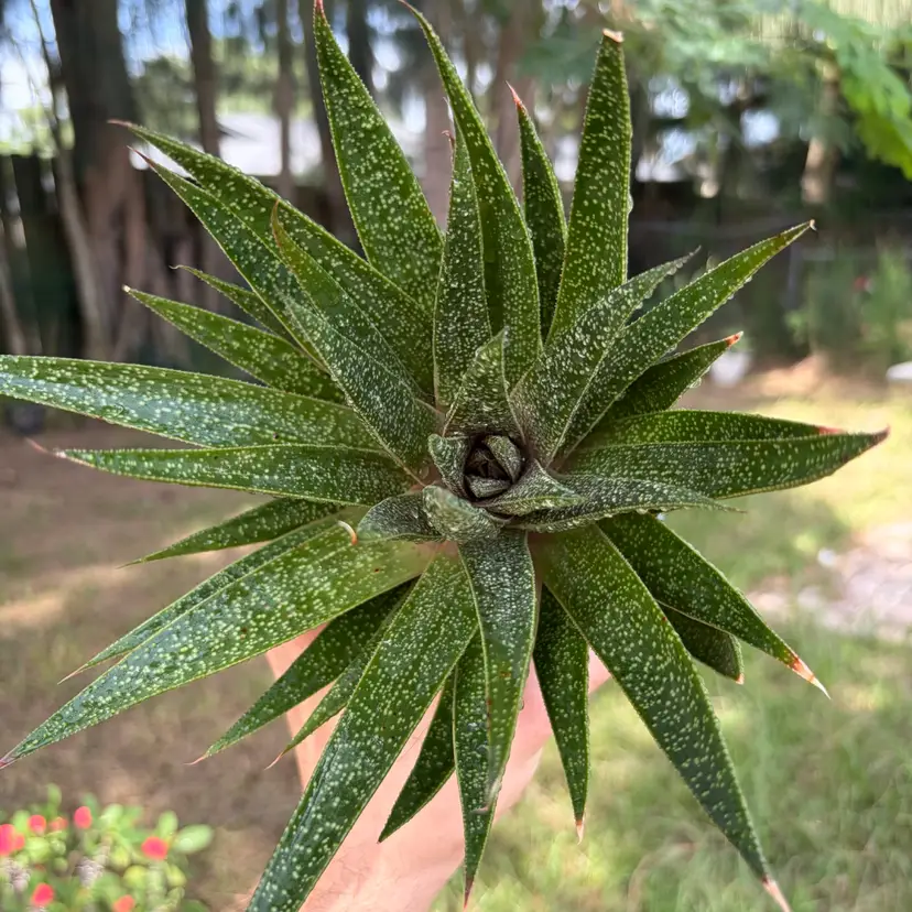 Gasteraloe