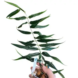 8. Paradisea (IM 04)