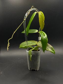 Hoya Blashernaezii