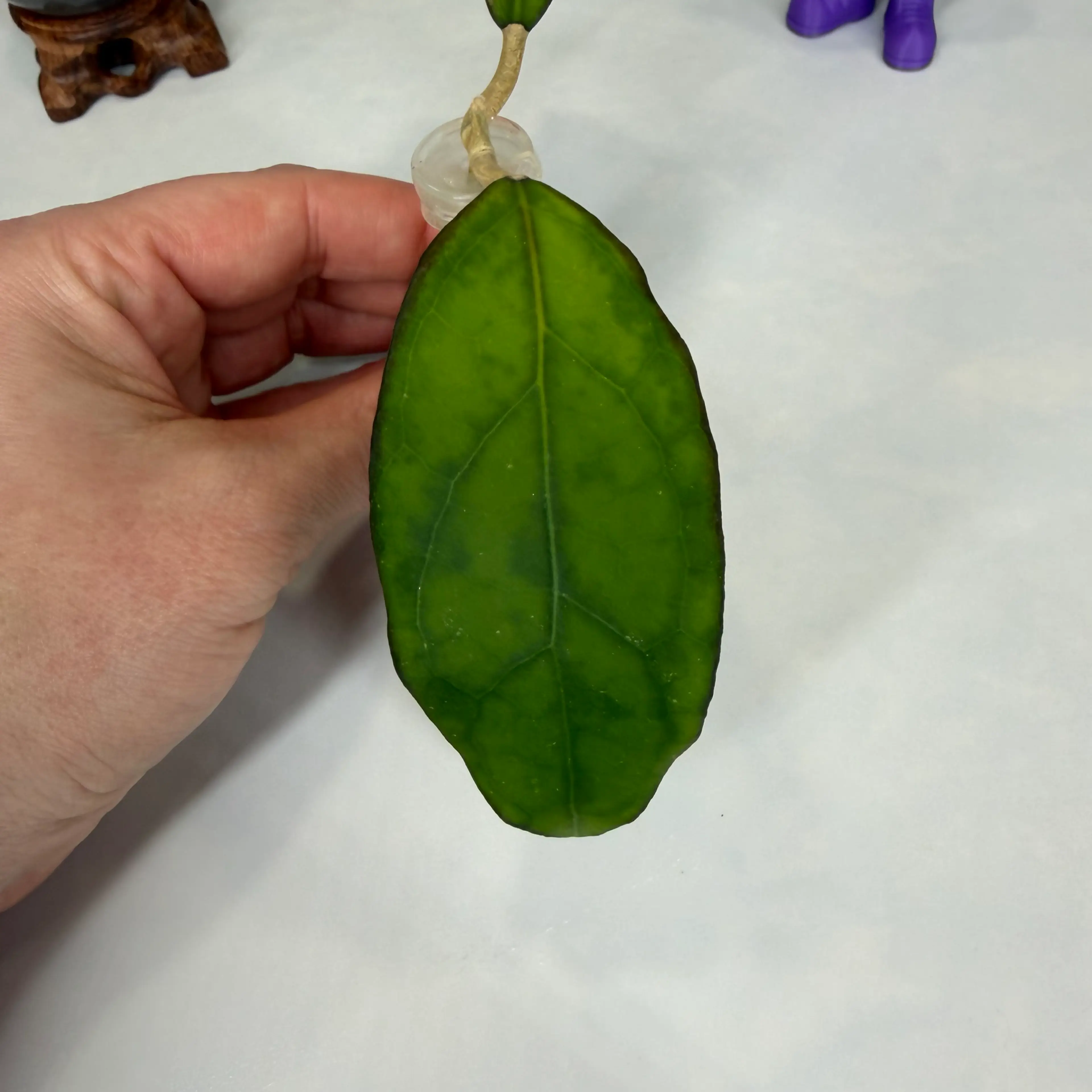 Image 3 of 5