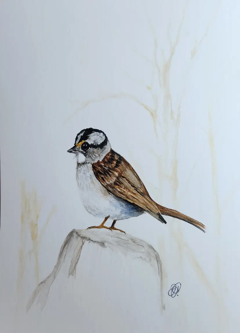 White Throated Sparrow Original Watercolor Painting Signed By The Artist 5x7