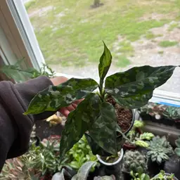 Aglaonema Pictum Tricolor