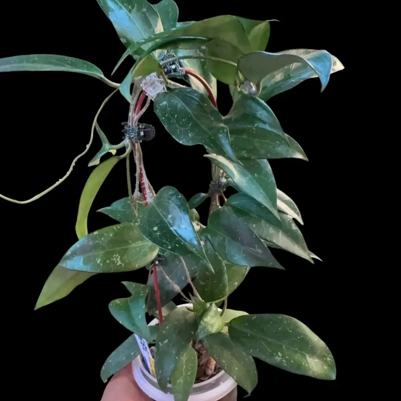 385 mv 2532 hanihae hybrid x pub cutting