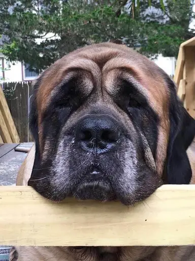 JunkyardDawg1(Kathy)