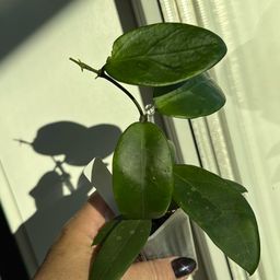 #3627 RHM2536-JLC6
 (Verticillata EPC145 Spoon Leaf x unk)