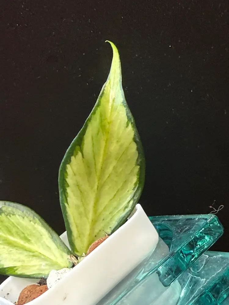 Hoya Polyneura Inner Variegated