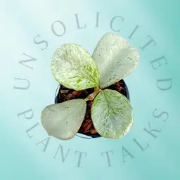 PS0751 - Hoya sp. (Chiang Dao, Silver)