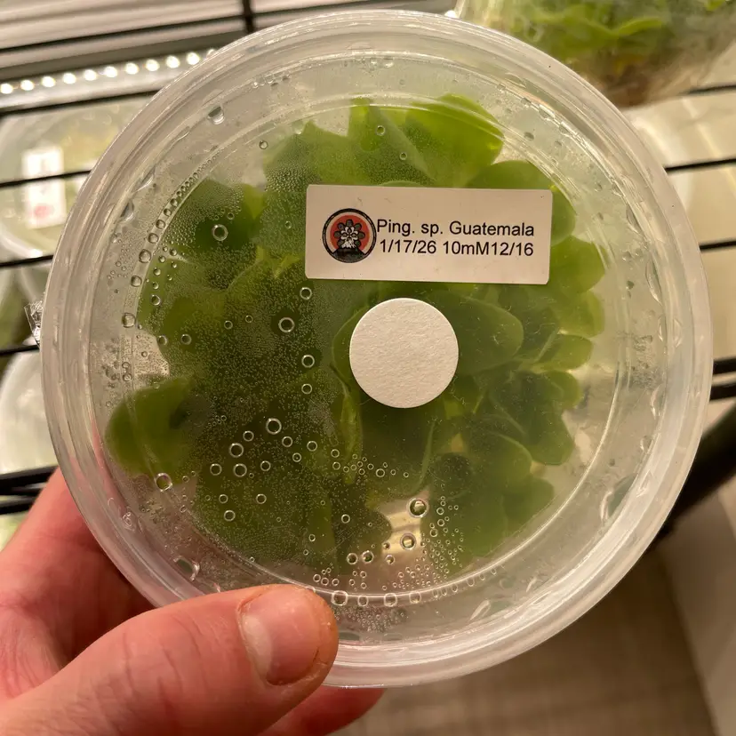Pinguicula Spec Guatemala - Tissue Culture Small