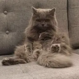 #07 - $1 ITEM, cat not for sale!