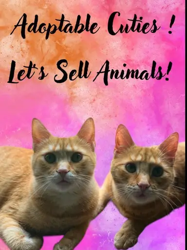 Stone Critter & Other W/pickinpete&tracy