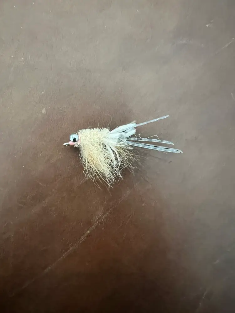 Translucent Gulf Shrimp