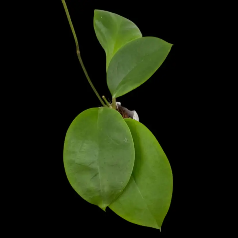 Hoya βAllenβ SRML725-10