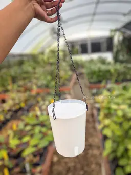 Pack of 6 - 5in Hanging Self Watering Pot