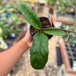 PS0535 - Hoya ‘Stegosaurus’