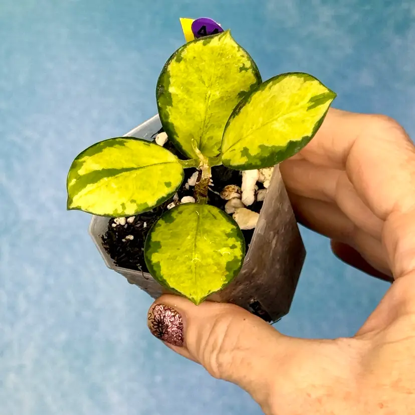 44 Hoya australis ‘Lisa’