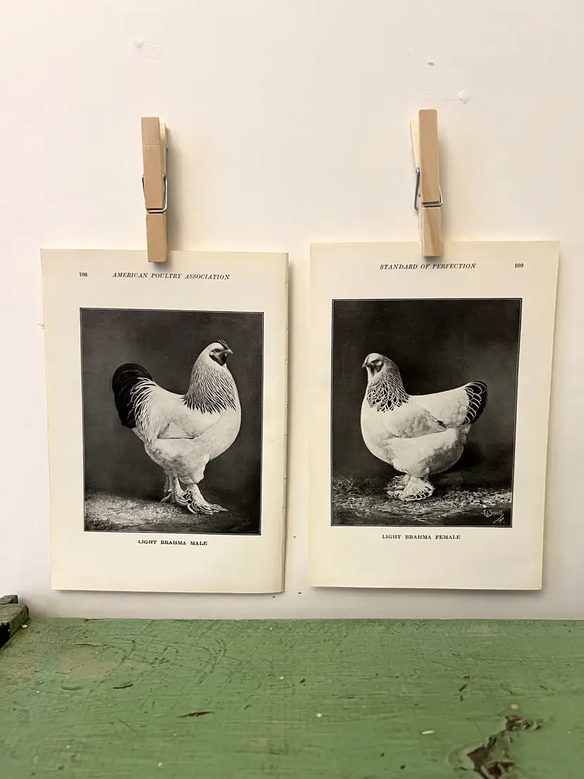Vintage CHICKEN PRINTS Light Brahma Rooster & Hen. c1912. Farm House Ephemera
