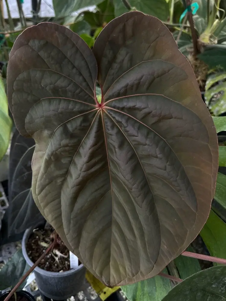 Valentines Day Plant Purge (2nd Live By Scott Cohen)