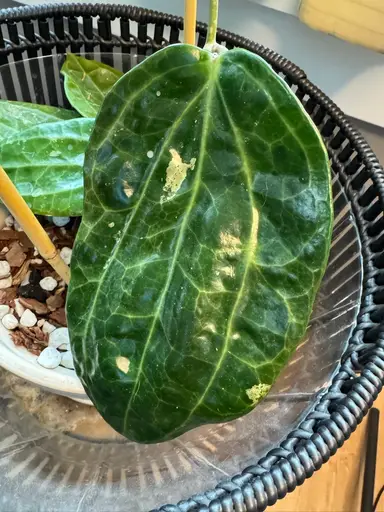 Trellising Latifolias