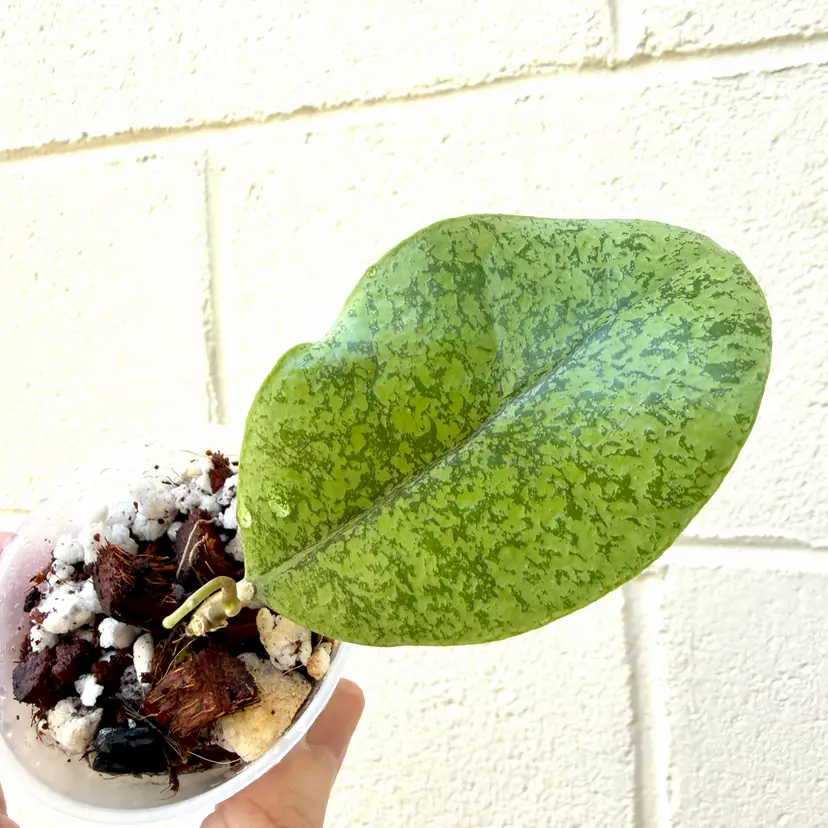 Forbesii silver kapuas Hulu
