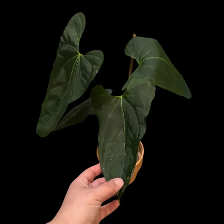 507 Anthurium lost tag (BVIT x Port vs Blue papi x port)