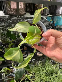 3488 Philodendron Rio