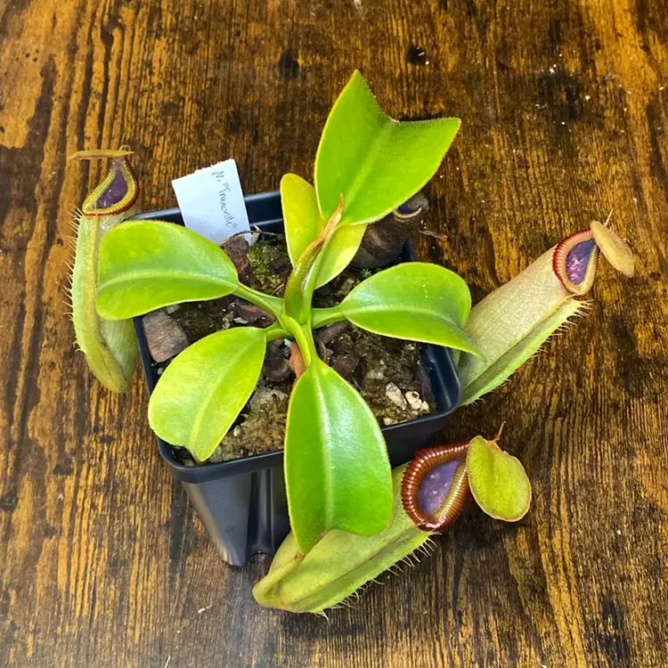 Nepenthes ‘’’Truncville’’’