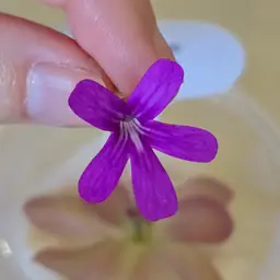 Pinguicula 'Sethos' x moranensis
