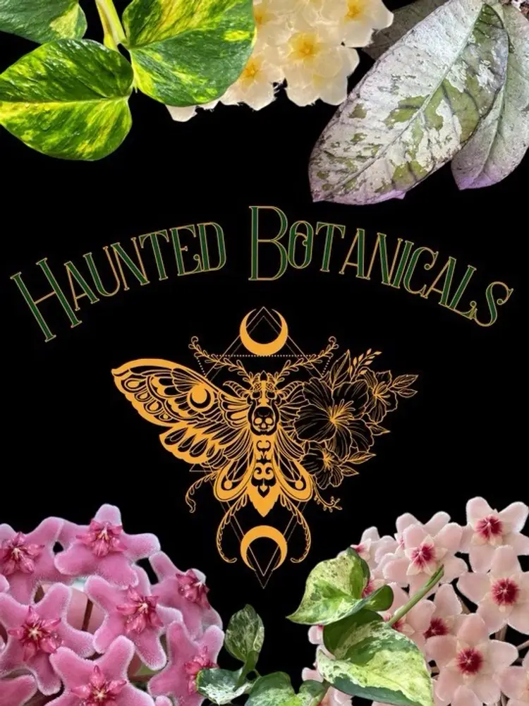 Do Some Chores With Me And Chat Hoya