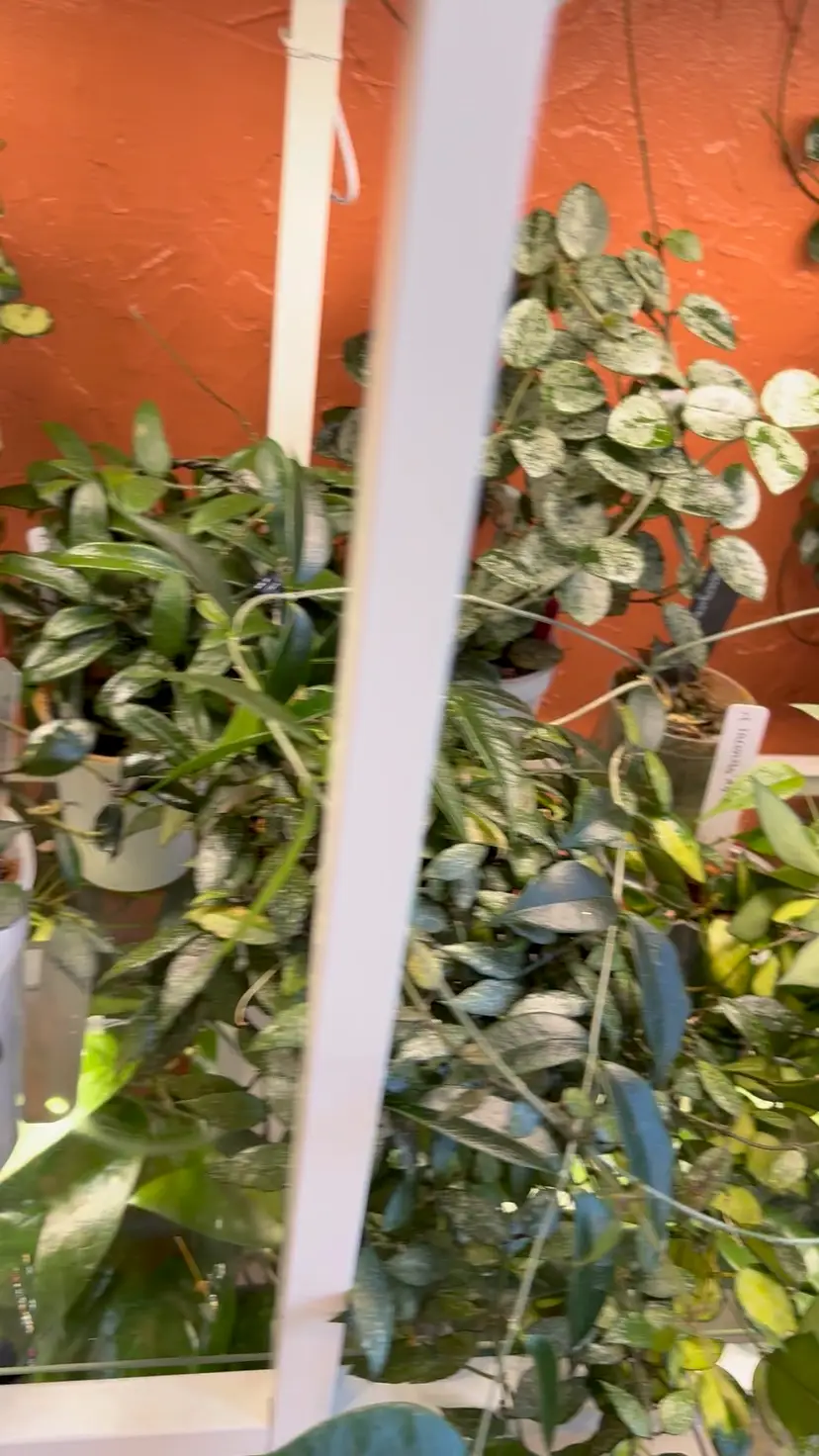 Shop (Not Shop) Small Leaf Cuttings Box (but make it smaller!)