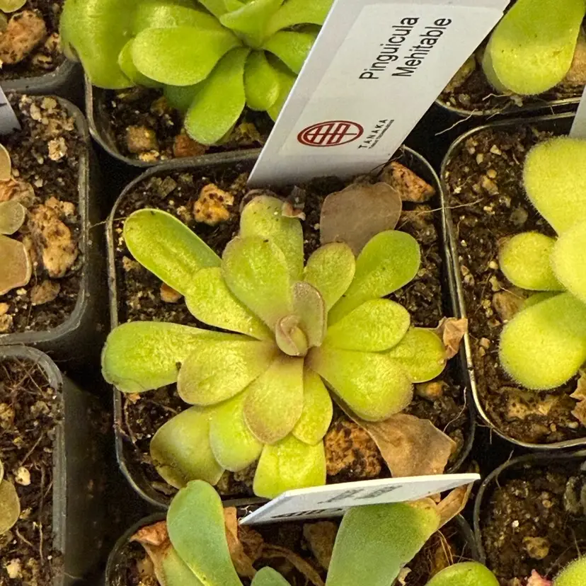 Pinguicula Mehitable