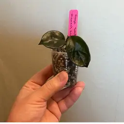 Hoya SMS ‘Momma’s Heart’