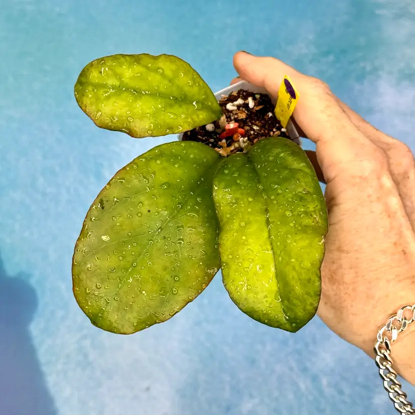 26 Hoya EPC 1017
