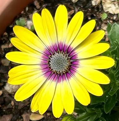 Chris Broome-Plemons