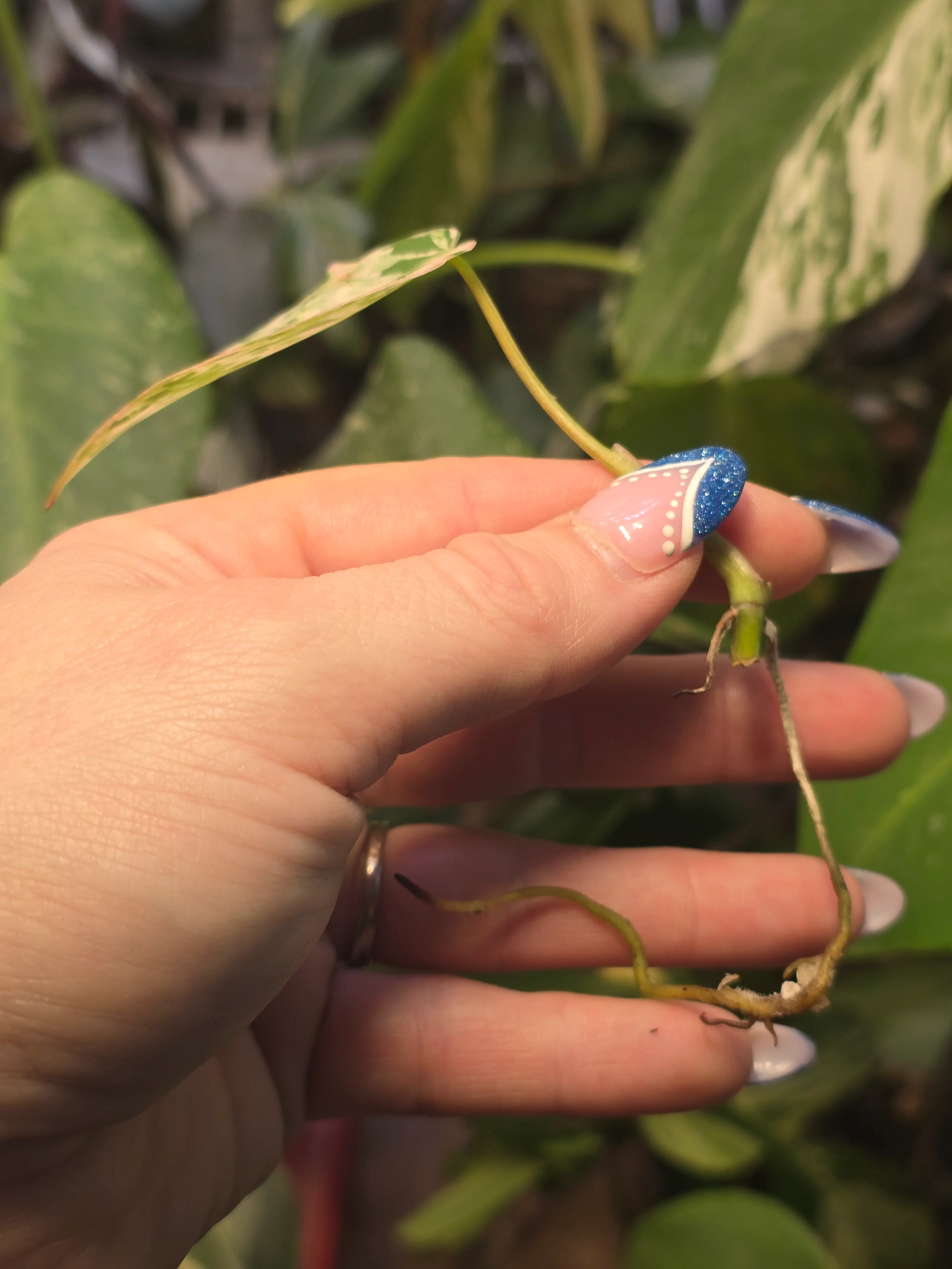 Ilsemanii mid cut lightly rooted