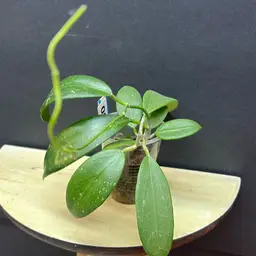 40 RHM 2502 Louie V x unk